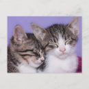 Recherche de siestes cartes postales Chaton