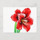 Recherche de amaryllis cartes postales Élégant
