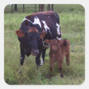 Search for bovines stickers Cattle