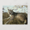 Recherche de chat neige cartes postales Mignon