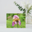 Search for iris postcards Green