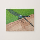 Recherche de dragonfly puzzles Insecte