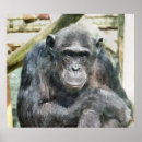 Search for chimpanzee posters cute