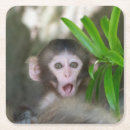 Search for baby monkey coasters Japanese macaque