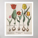 Search for tulipa posters Botanical