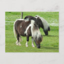 Search for shetland ponies postcards Farm