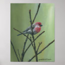 Search for finch posters Nature