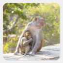 Search for monkey love labels Wildlife