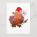 Search for geranium vertical postcards Botanical