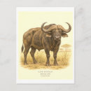 Recherche de buffle africain cartes postales Afrique