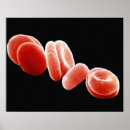 Search for cell biology posters Cells