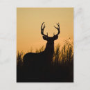 Search for odocoileus postcards White tailed deer