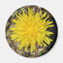 Recherche de fleur de pissenlit magnets Jaune