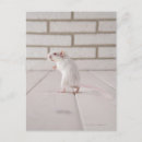 Search for comical rodents postcards Nature