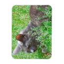 Search for pretty kitty magnets Beautiful
