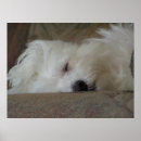 Recherche de pet photography posters Dog