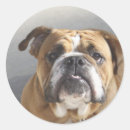 Search for bulldog stickers Portrait