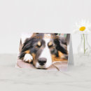 Search for border collie cards Pets
