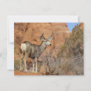 Search for mule deer postcards Antlers