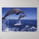 Search for dorsal posters Sea animal