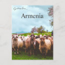 Search for flock of sheep postcards Animals