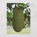 Recherche de arbre vert cartes postales Extérieur