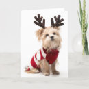 Recherche de andouillers cartes postales Animaux domestiques
