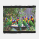 Search for lorikeets Tropical
