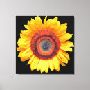 Recherche de tournesol rouge art Nature