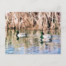 Recherche de canards sauvages posters Mignon