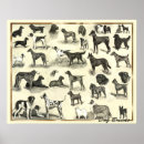Recherche de race chien posters Vétérinaire