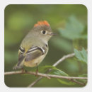 Recherche de habitat autocollants Oiseau
