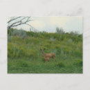 Recherche de faon cartes postales Faune