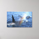 Search for orca canvas prints British columbia