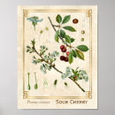 Recherche de cherry fruit posters Botanique