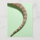 Recherche de barbu cartes postales Animal