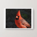 Search for red cardinal bird buttons Wildlife