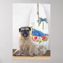 Recherche de chiot de carlin posters Plage