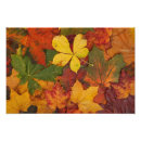 Search for halloween tree posters Fall