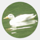 Search for duck photo stickers Birds