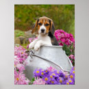 Search for beagle posters Baby animals