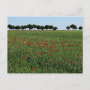 Recherche de pavot cartes postales Poppies