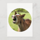 Search for foals postcards Horse