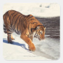 Search for hunting tiger stickers Animals in the wild