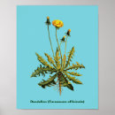 Recherche de taraxacum posters Dandelion