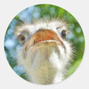Search for ostrich stickers Portrait