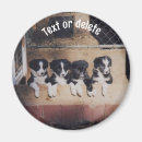 Recherche de chien de border collie magnets Chiot