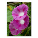 Recherche de gloire de matin rose Fleur