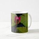 Recherche de nympheas tasses Étang