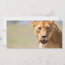 Recherche de lion femelle cartes postales Animal